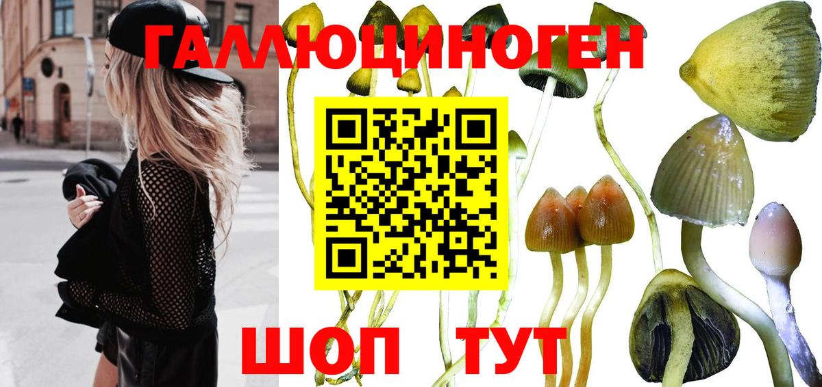 Галлюциногенные грибы мицелий  Ейск  Псилоцибиновые грибы прущие грибы 